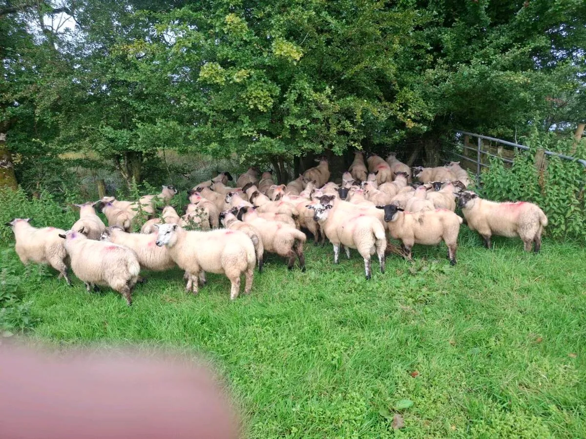 Lambs - Image 2