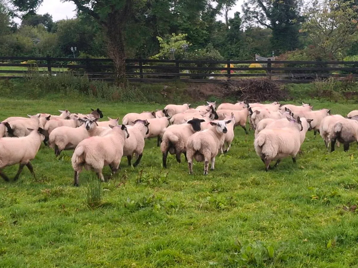 Lambs - Image 3