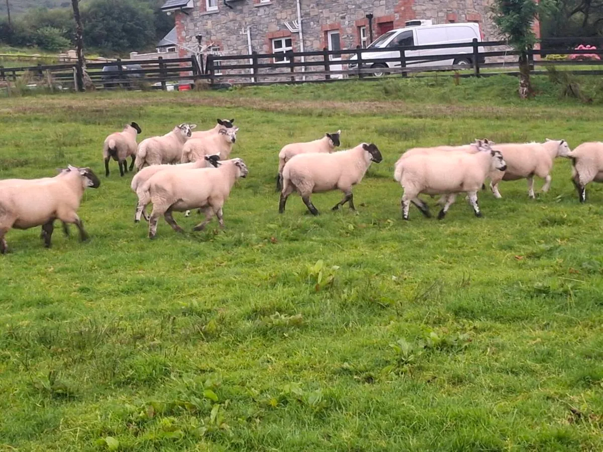 Lambs - Image 4