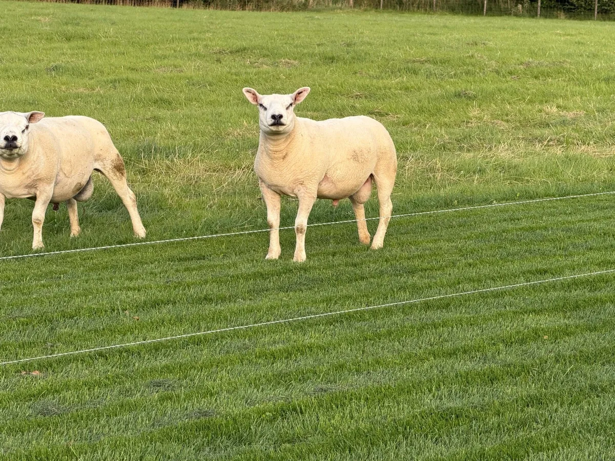Pedigree Texel Shearling - Image 1