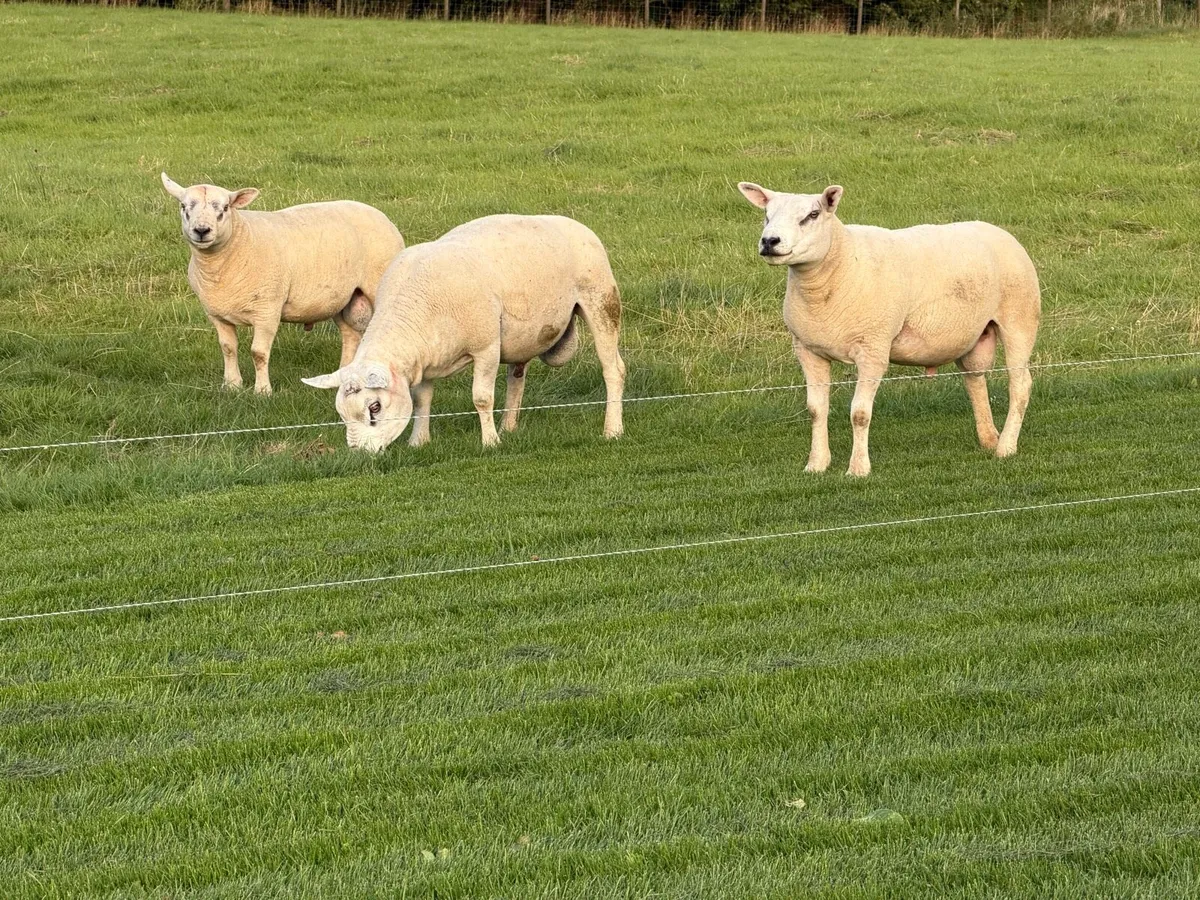 Pedigree Texel Shearling - Image 2