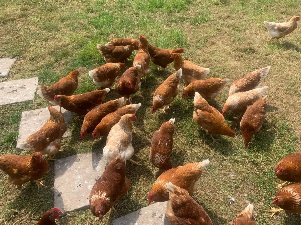 30 2 year old hens - Image 1