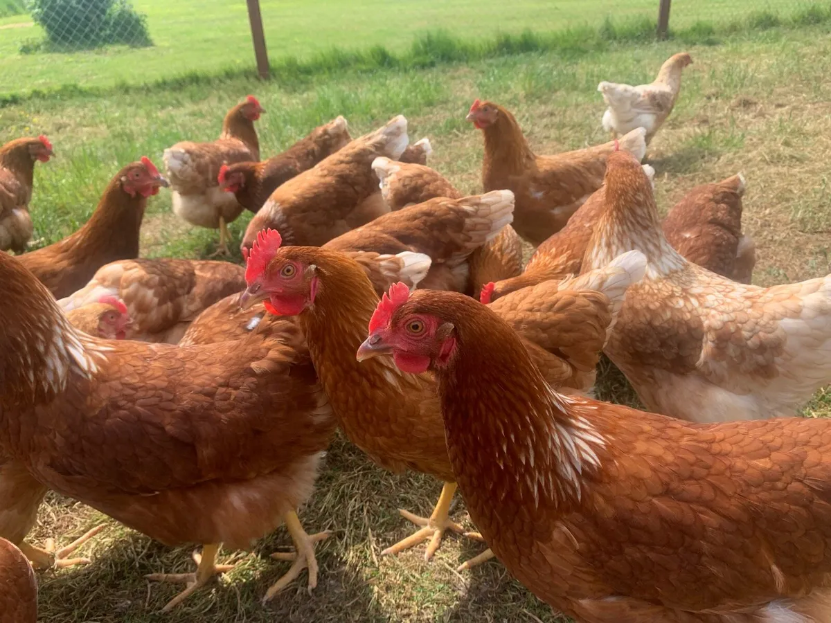 30 2 year old hens - Image 2