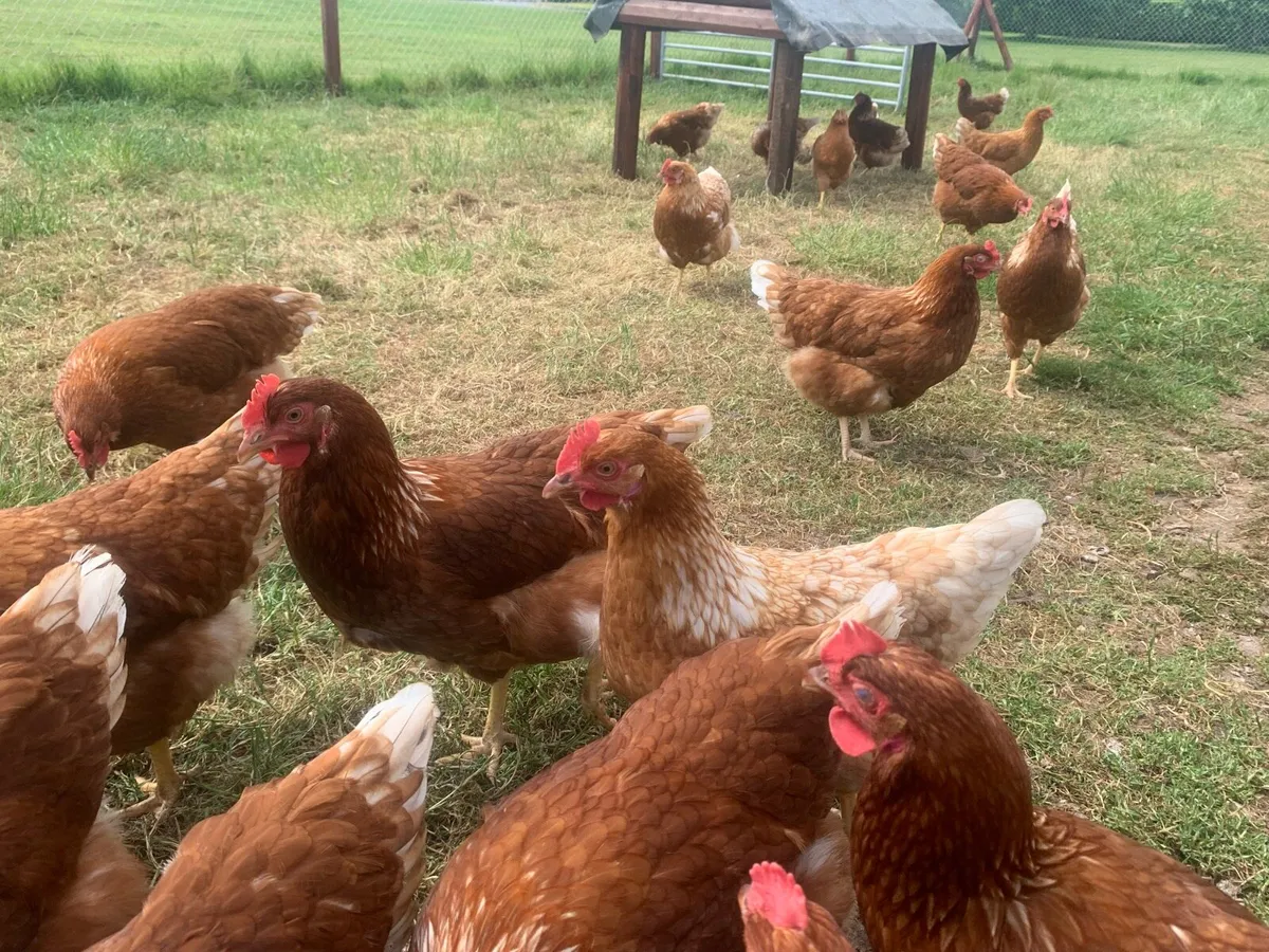 30 2 year old hens - Image 3