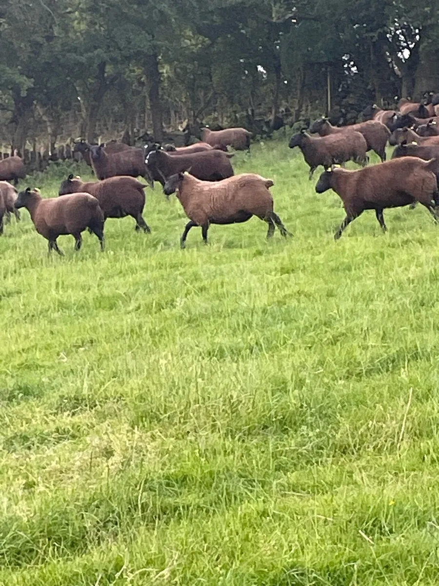 Ewe lambs - Image 1