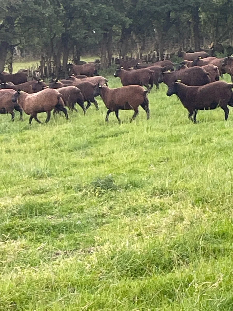 Ewe lambs - Image 2