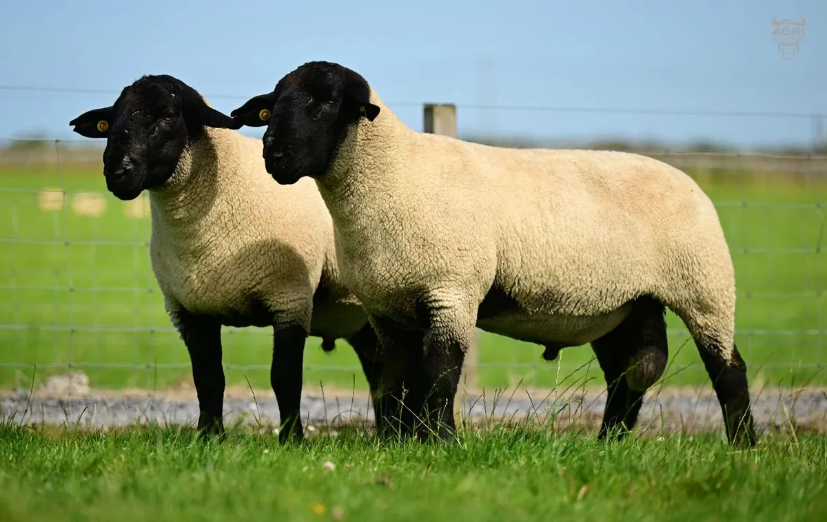 PBR Suffolk Rams - Image 3