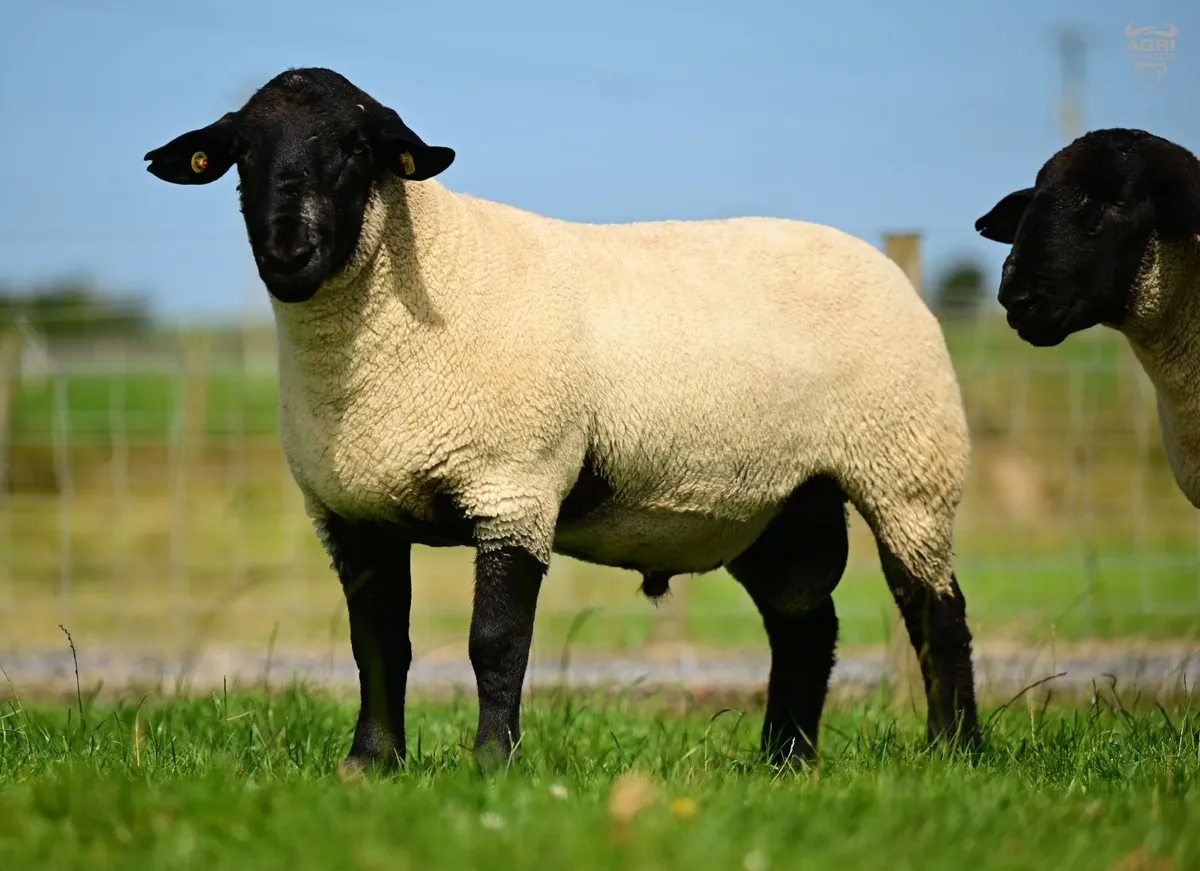 PBR Suffolk Rams - Image 2