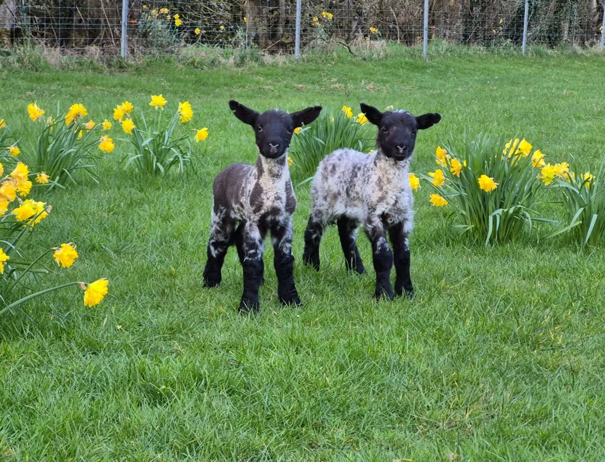 PBR Suffolk Rams - Image 4