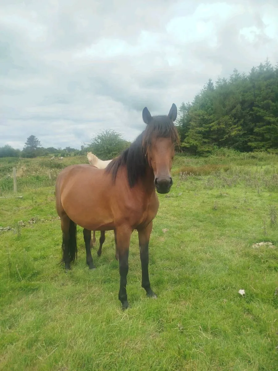 5 year ISH mare, foal at foot, back in foal - Image 1