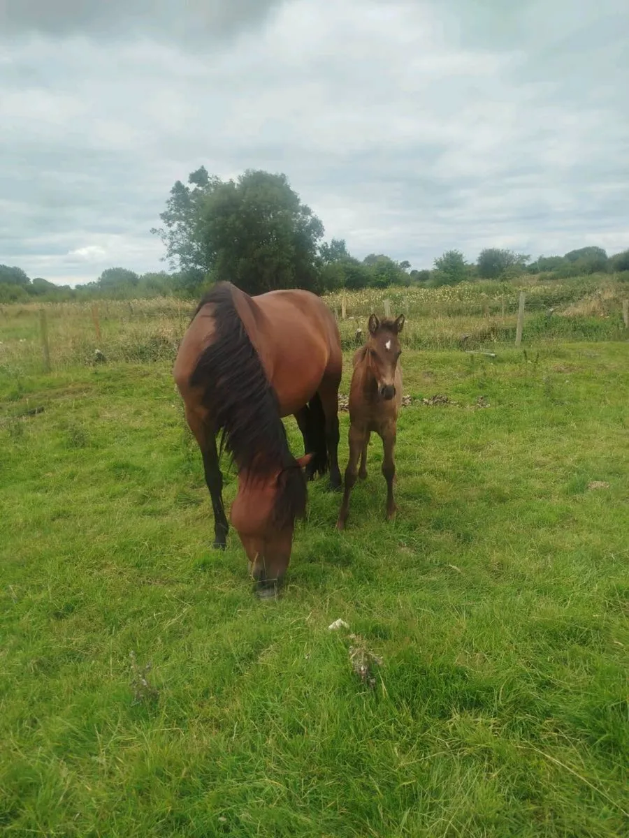 5 year ISH mare, foal at foot, back in foal - Image 2