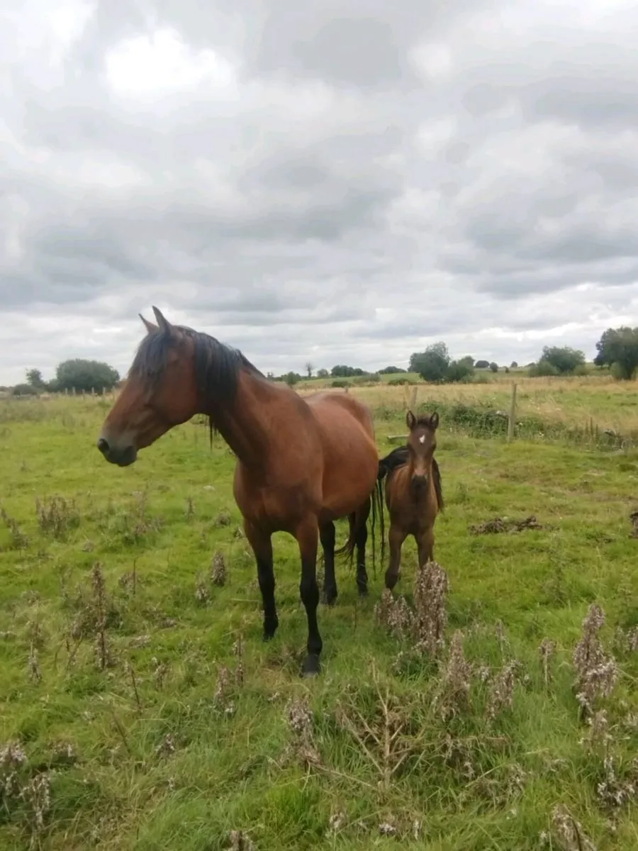 5 year ISH mare, foal at foot, back in foal - Image 3