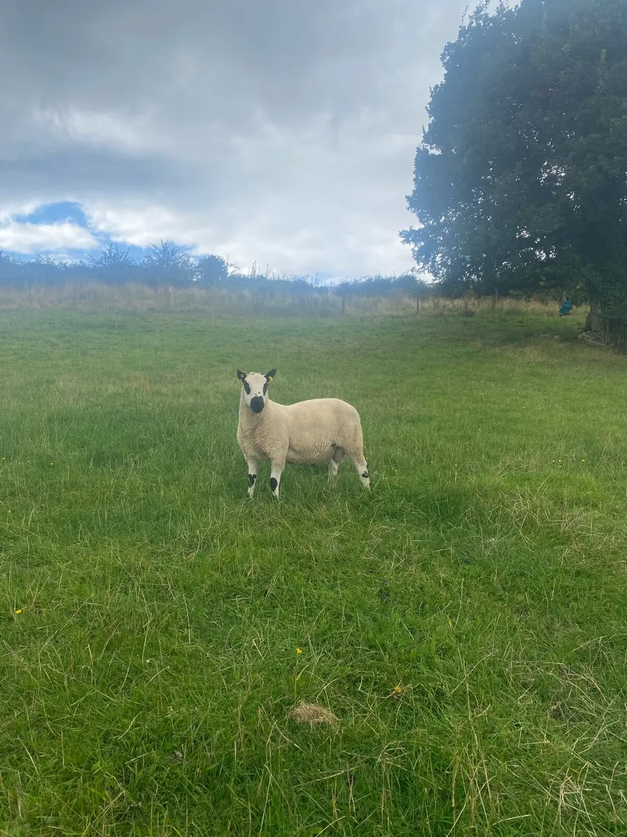 Kerryhill hogget ram - Image 1
