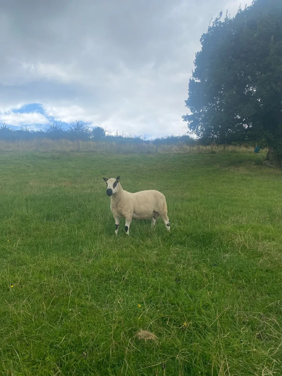 Kerryhill hogget ram - Image 2
