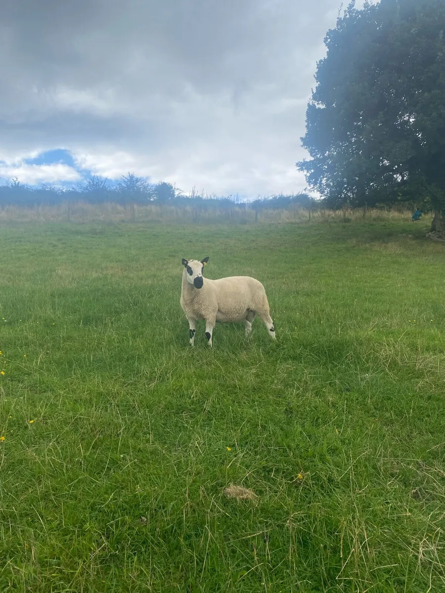 Kerryhill hogget ram - Image 3