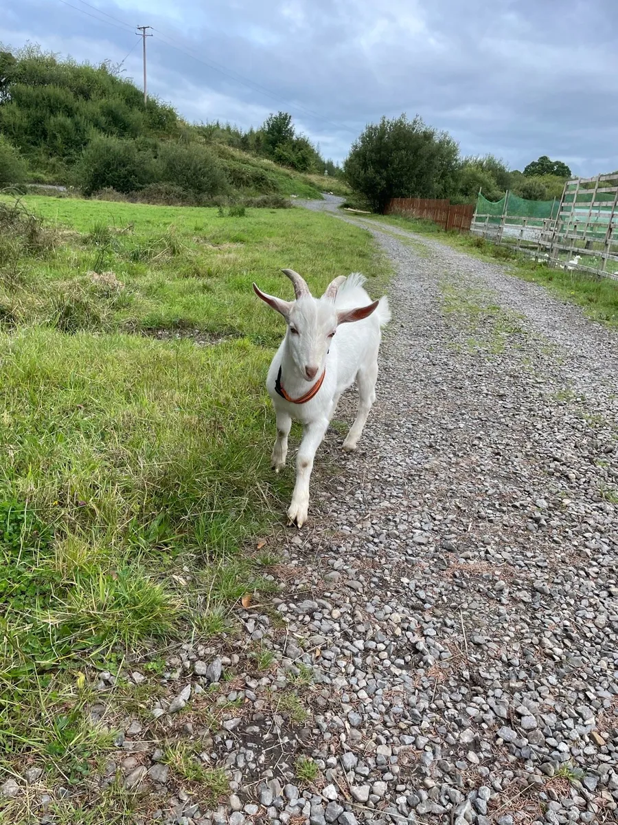 Buckling goat - Image 1