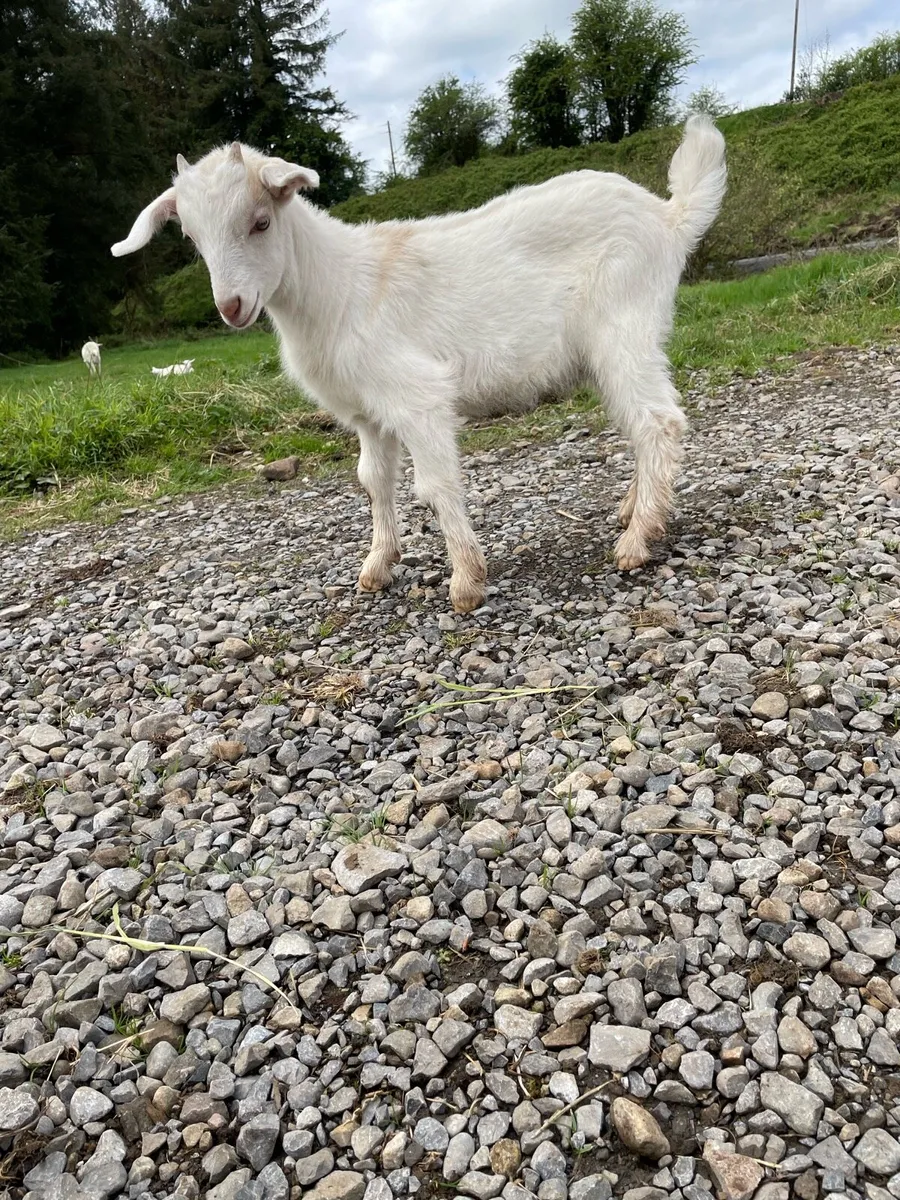 Buckling goat - Image 2