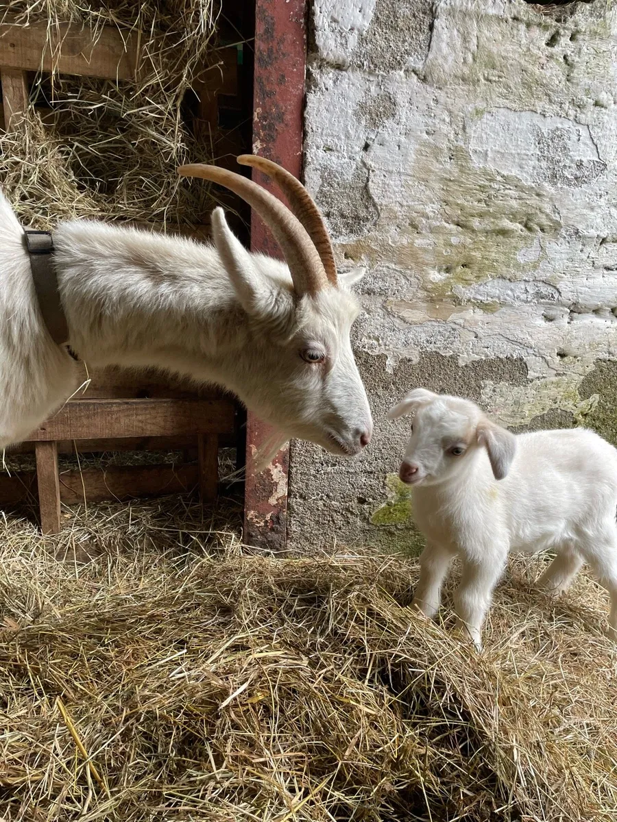 Buckling goat - Image 3