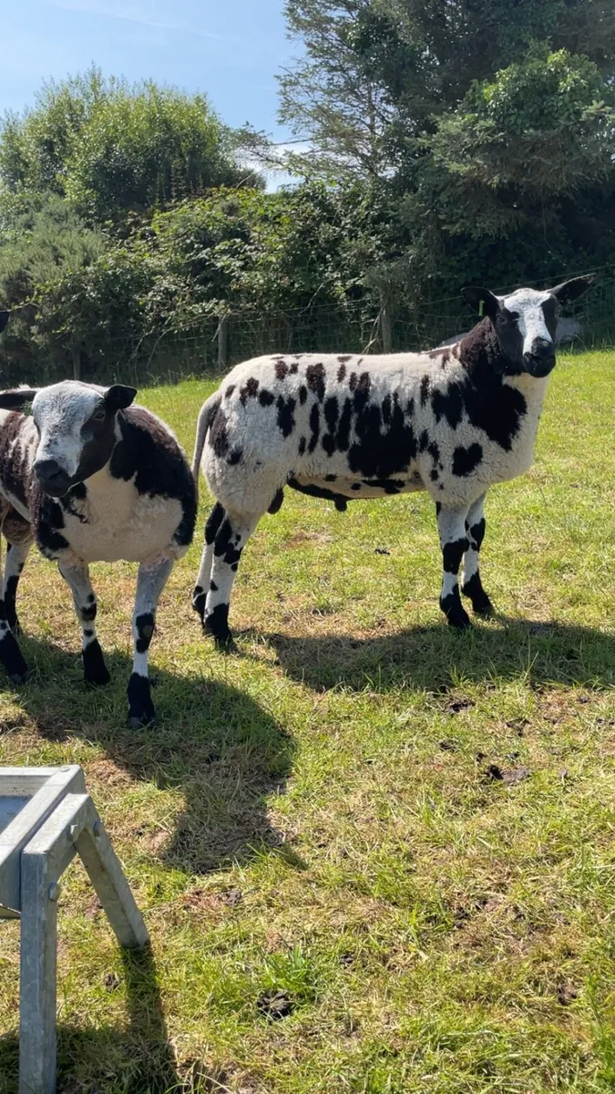 Dutch Spotted Ram lambs - Image 1