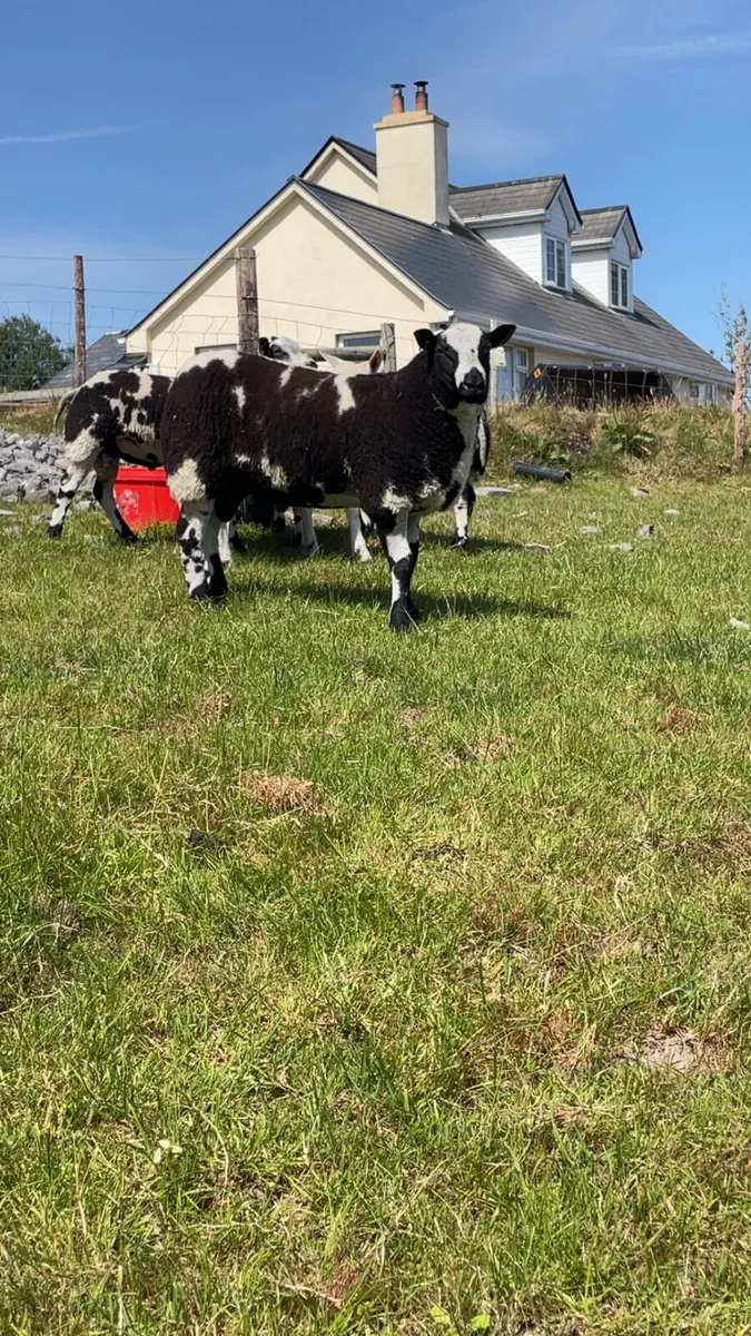 Dutch Spotted Ram lambs - Image 3