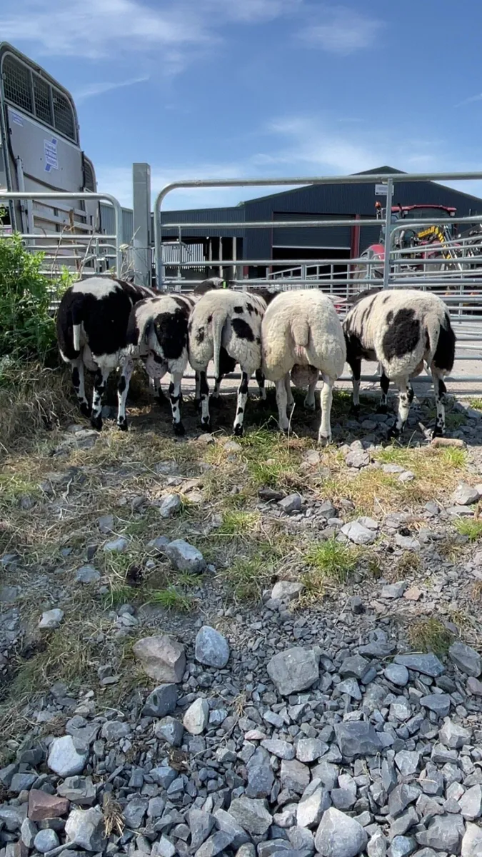 Dutch Spotted Ram lambs - Image 4