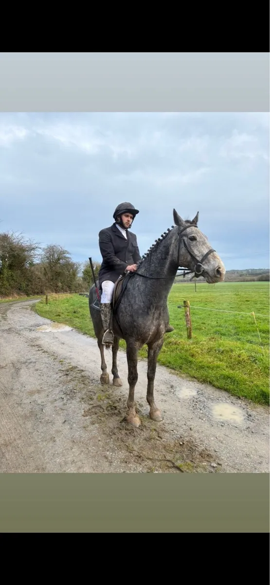 Potential showjumper CRUISING blood - Image 4