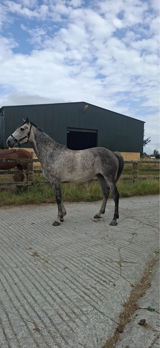 Potential showjumper CRUISING blood - Image 1
