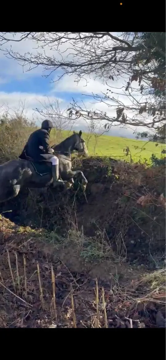 Potential showjumper CRUISING blood - Image 2