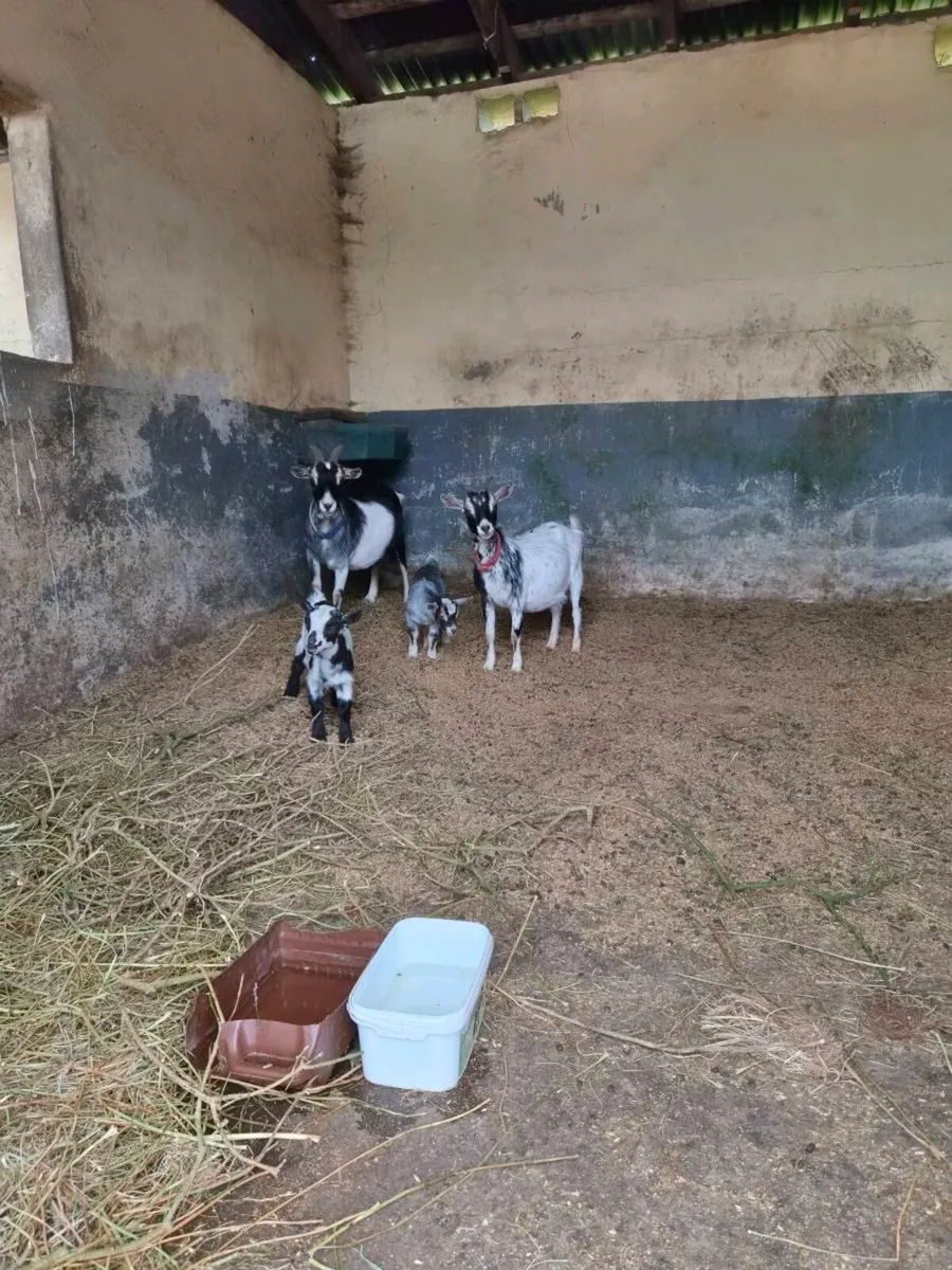 Five pigmy goats - Image 1