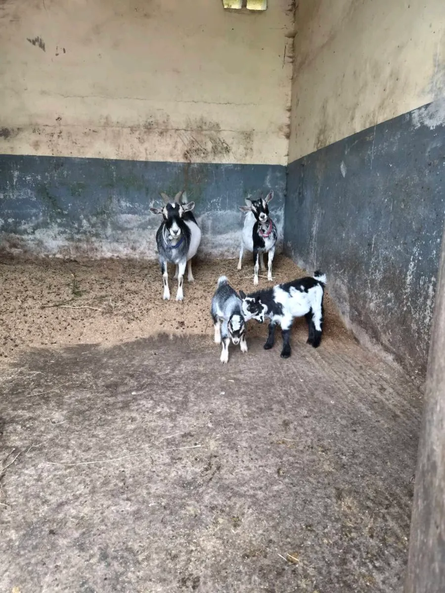 Five pigmy goats - Image 2