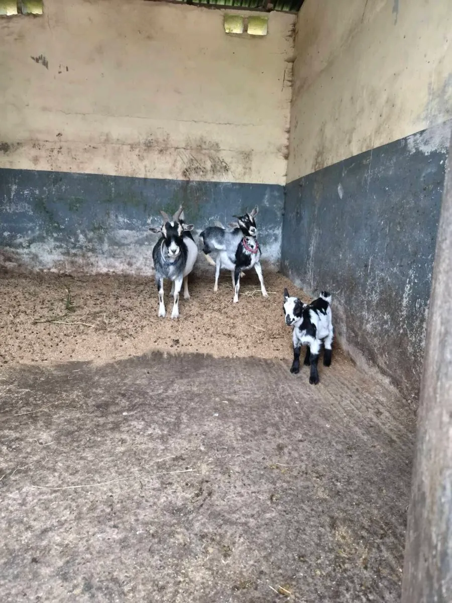 Five pigmy goats - Image 3