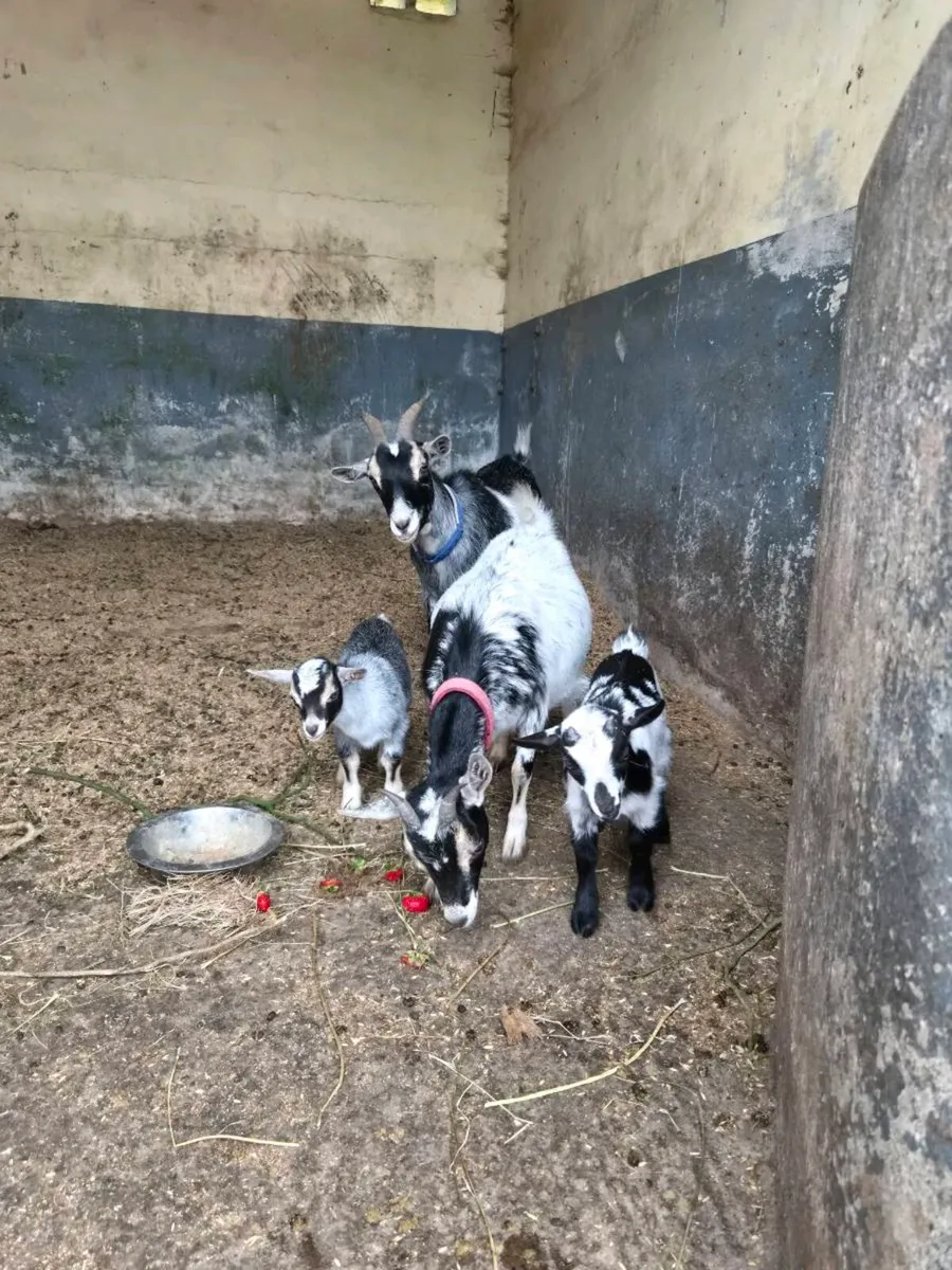 Five pigmy goats - Image 4