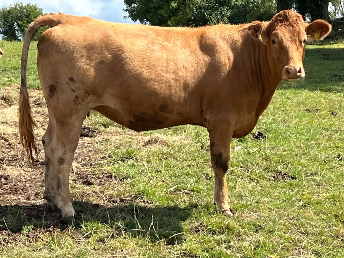 In Calf Heifers Ennis Mart Tuesday 11th August - Image 1