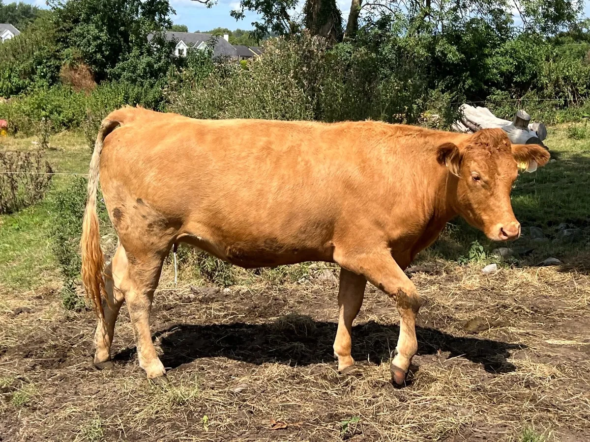 In Calf Heifers Ennis Mart Tuesday 11th August - Image 2