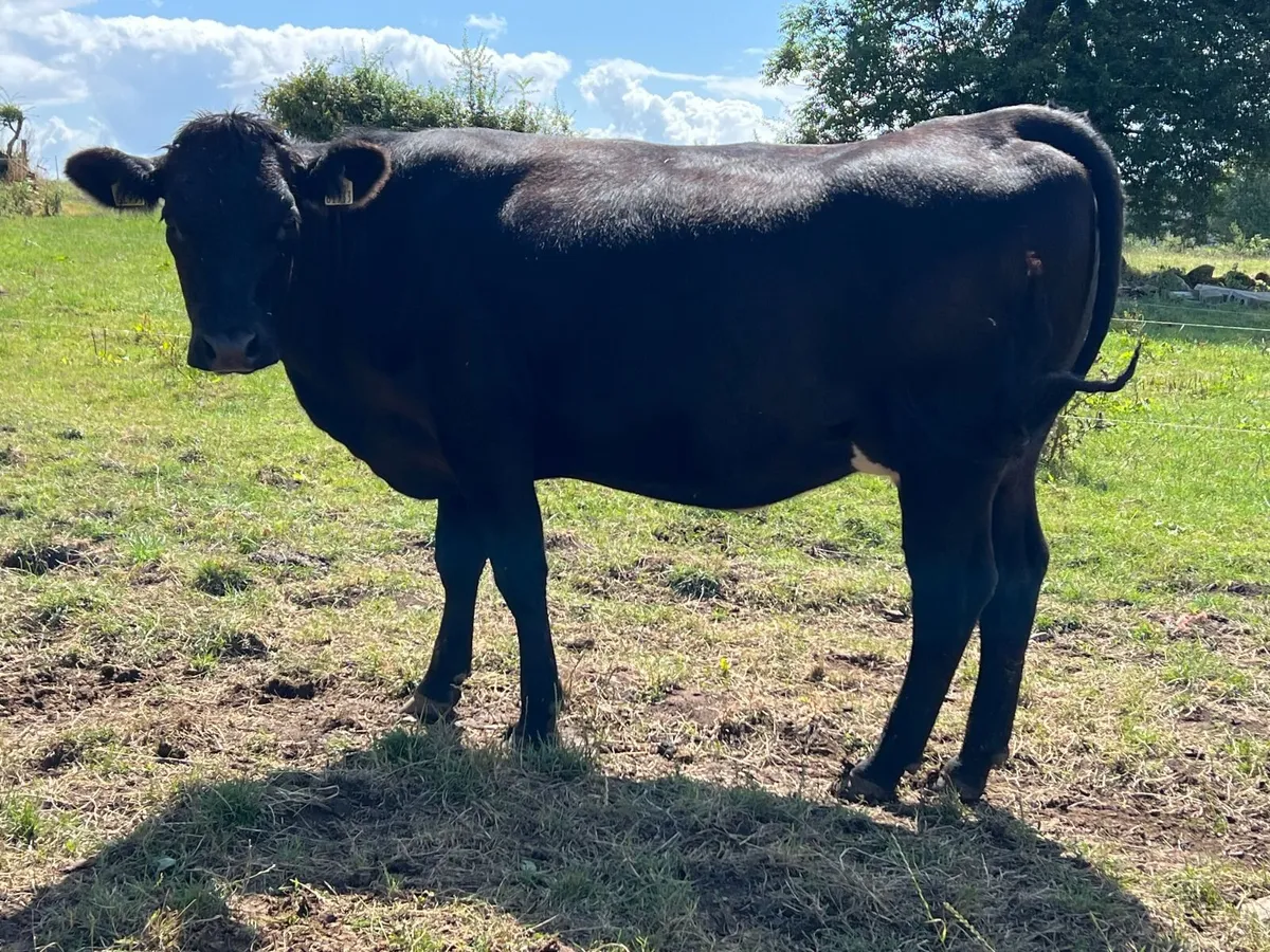 In Calf Heifers Ennis Mart Tuesday 11th August - Image 3