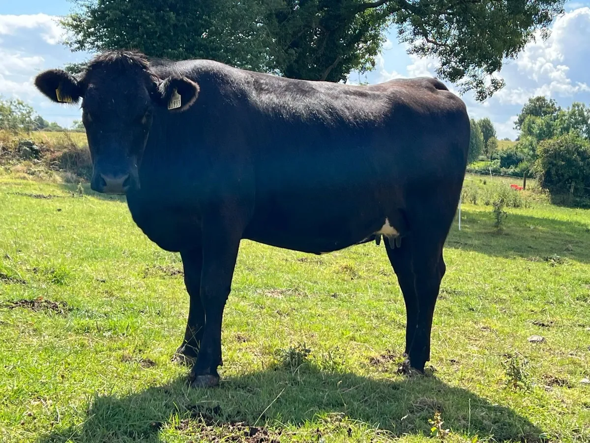 In Calf Heifers Ennis Mart Tuesday 11th August - Image 4