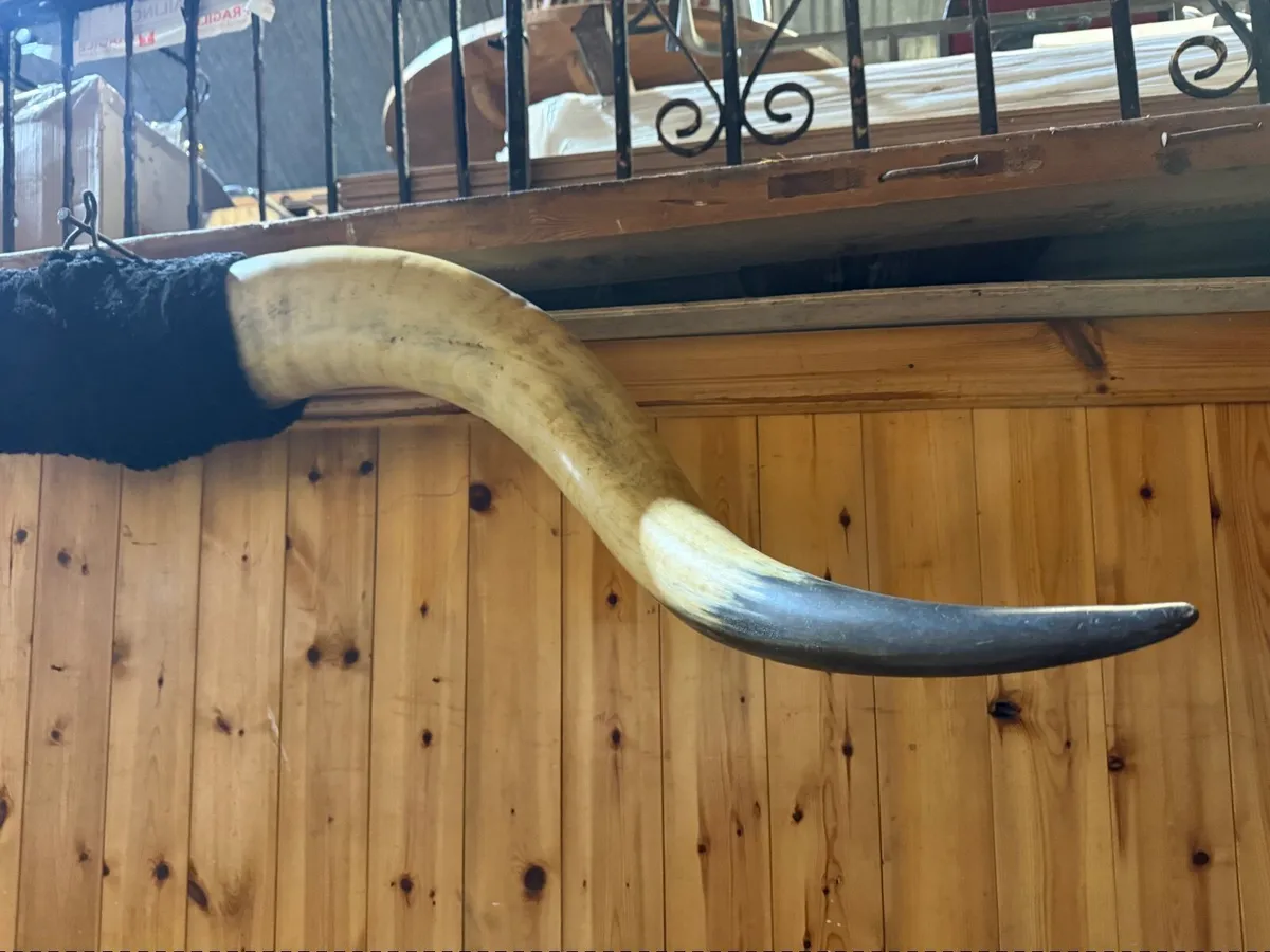 Longhorn 5 feet display - Image 2