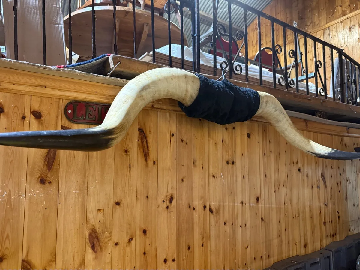 Longhorn 5 feet display - Image 3