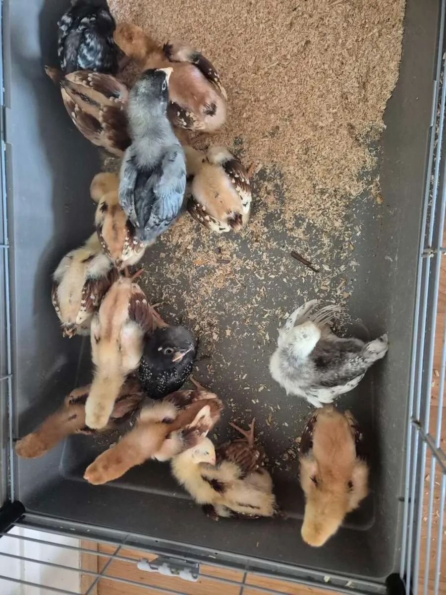 Chicks - Image 1