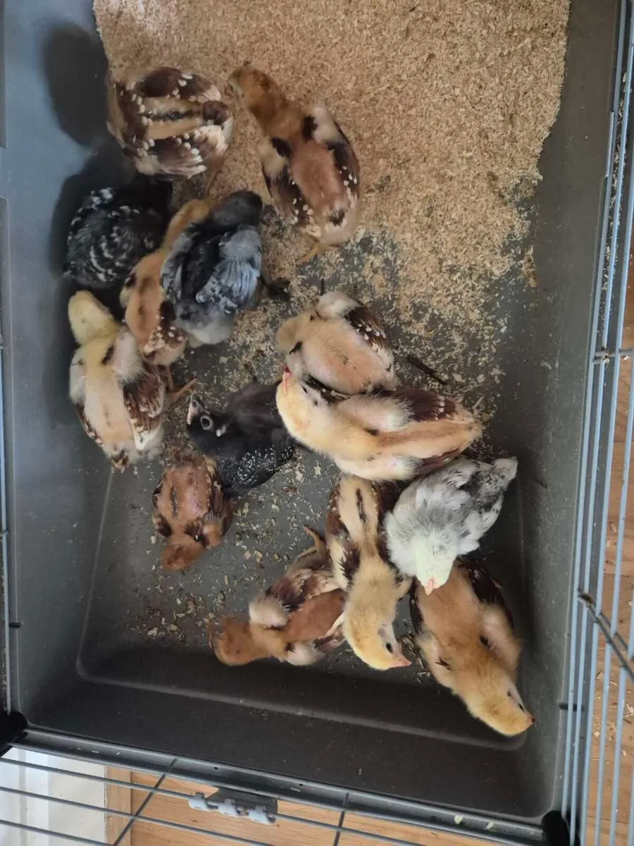 Chicks - Image 2