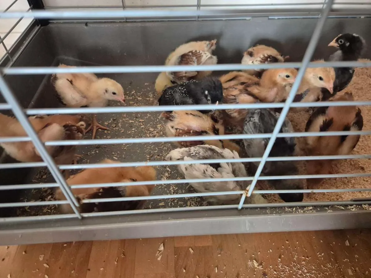 Chicks - Image 3