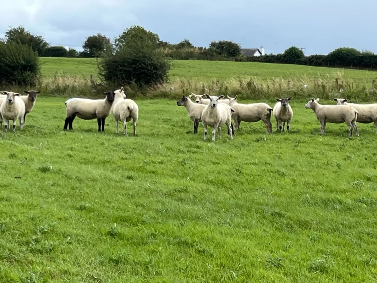 Organic Hoggets - Image 2