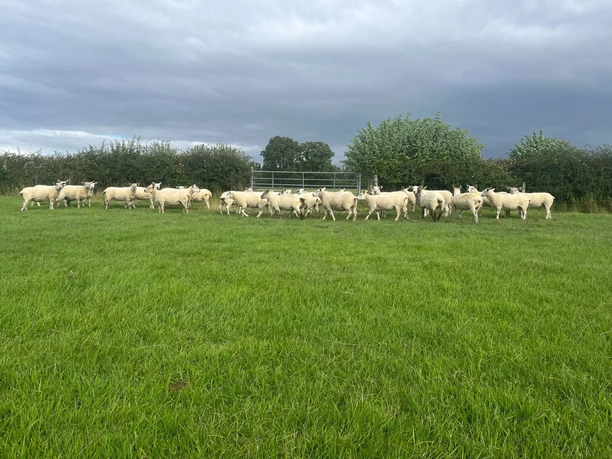 Organic Hoggets - Image 4