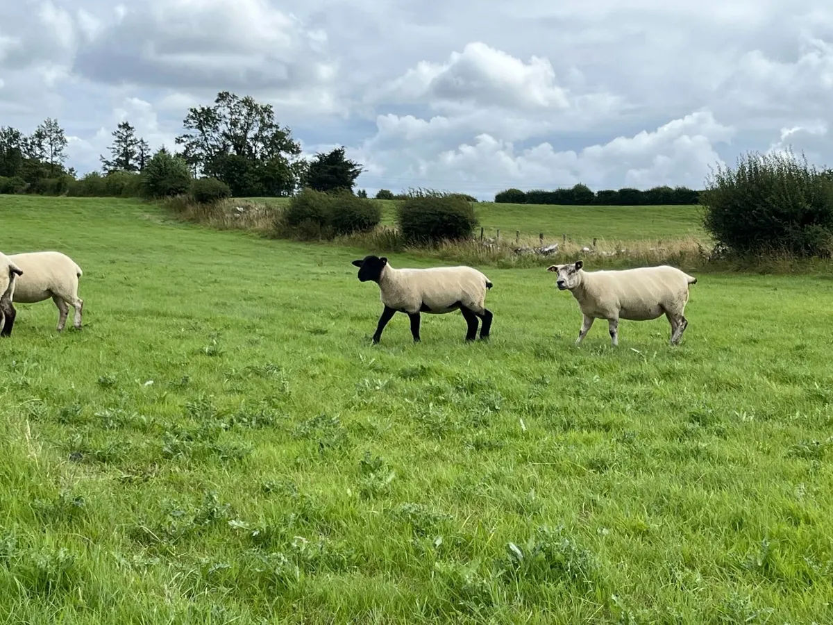 Organic Hoggets - Image 3