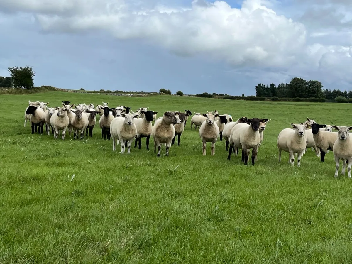 Organic Hoggets - Image 1