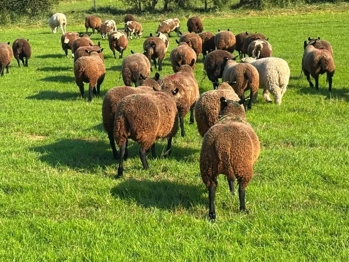 Dutch spotted sheep & crosses - Image 1