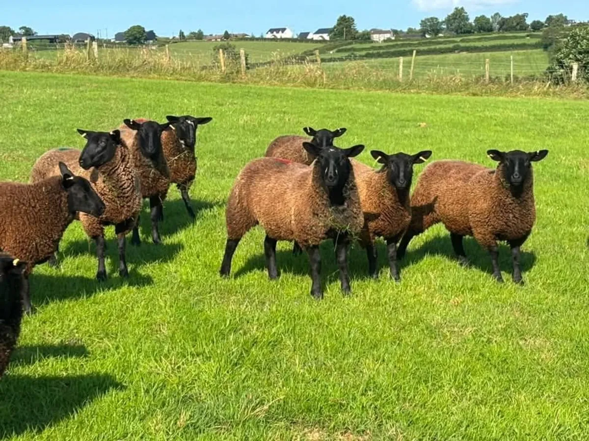 Dutch spotted sheep & crosses - Image 3