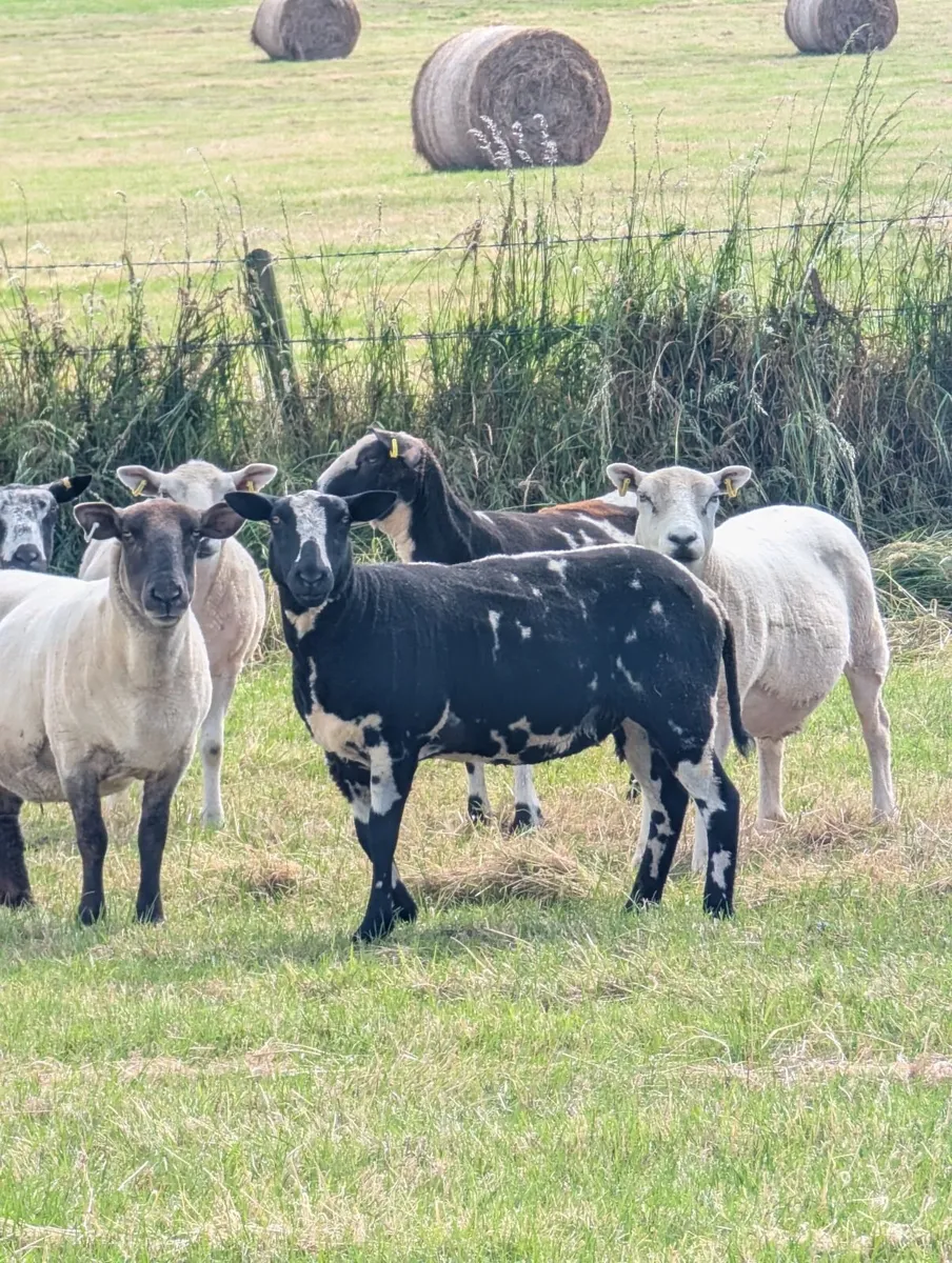 Dutch spotted sheep & crosses - Image 4