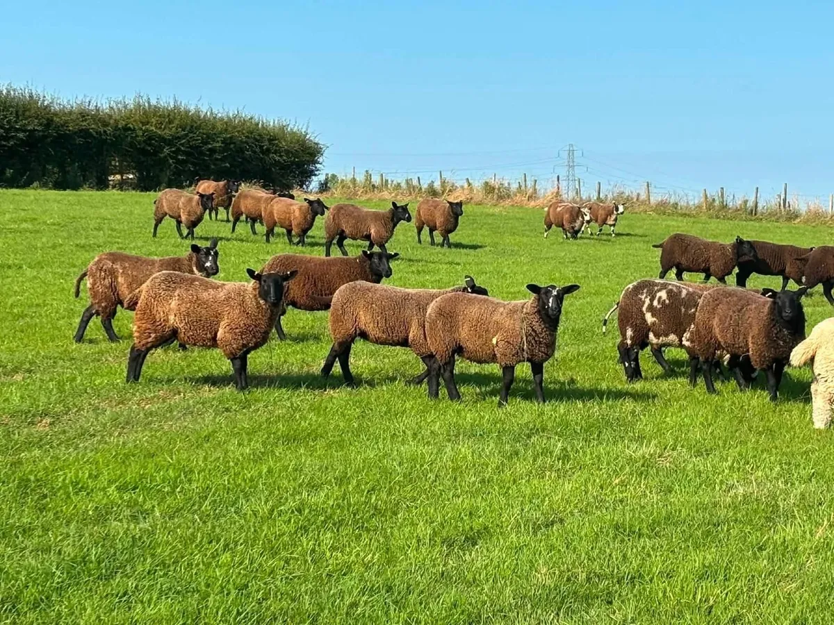 Dutch spotted sheep & crosses - Image 2