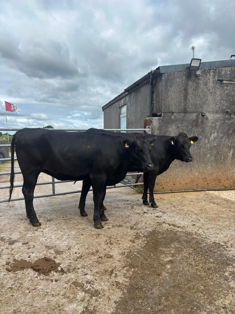 2 Incalf heifers - Image 1